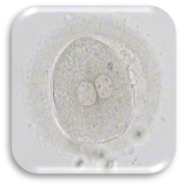 ตัวอ่อนที่ปฏิสนธิ (Zygote : Day 1)