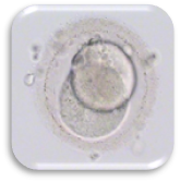 ตัวอ่อนที่ปฏิสนธิ (Zygote : Day 1)