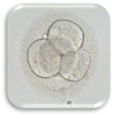 ตัวอ่อนที่ปฏิสนธิ (Zygote : Day 1)