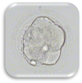 ตัวอ่อนที่ปฏิสนธิ (Zygote : Day 1)